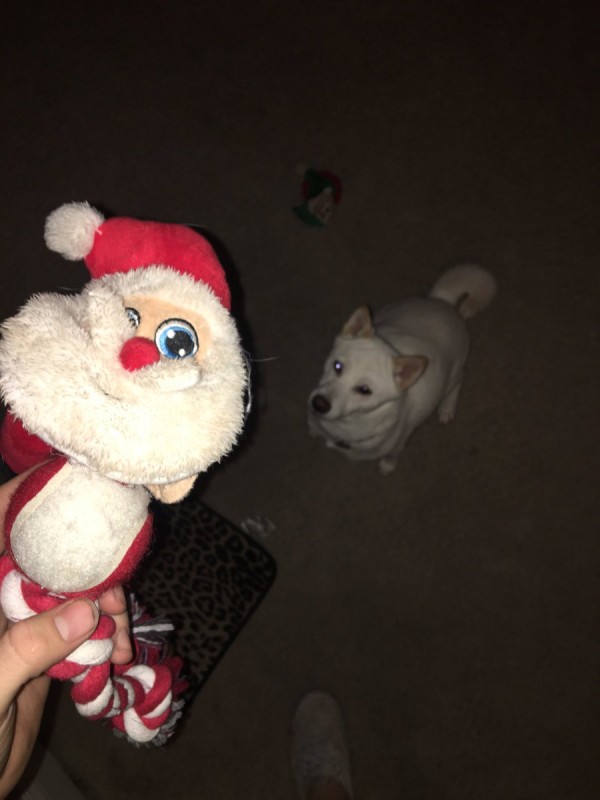 Kya's favorite toy Santa
