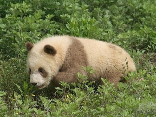 Brown Panda