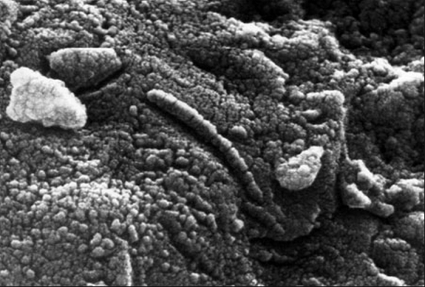 Fossil evidence for cyanobacteria in carbonaceous meteorites from outer space.