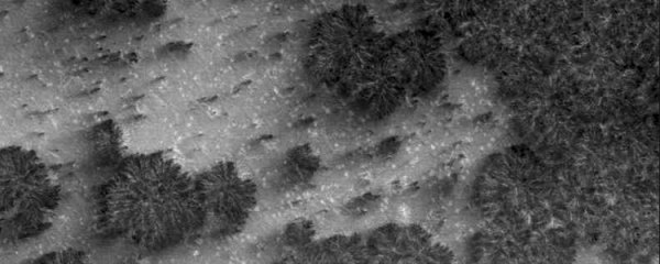 NASA's Mars Global Surveyor showed evidence of trees and bushes in Mars.