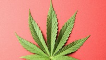 A new study suggested that marijuana use can weaken heart muscles, leading to a condition called stress cardiomyopathy.