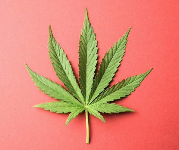 A new study suggested that marijuana use can weaken heart muscles, leading to a condition called stress cardiomyopathy.