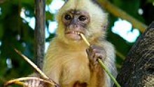White-fronted Capuchin monkey