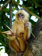 White-fronted Capuchin monkey