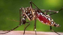 A female Aedes aegypti mosquito