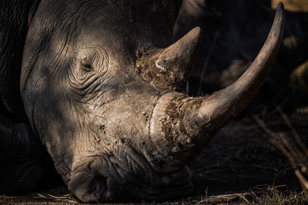Police authorities nabbed a Chinese man at a South African airport for illegally acqiring Rhino horns.