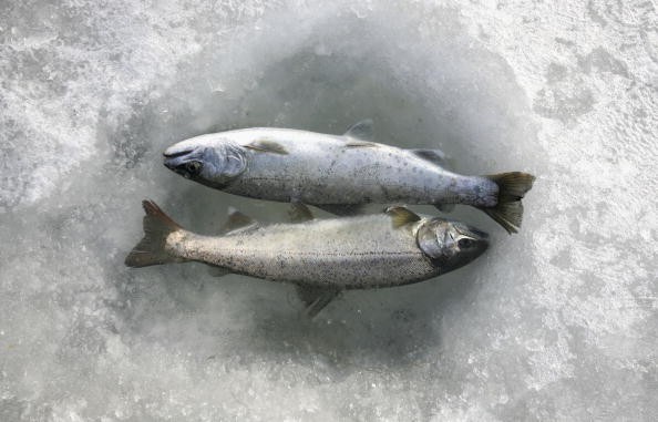 The online community was outraged over the parks plan to use frozen fish in the ice-skating ring