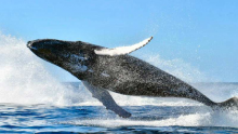 California Blue Whales