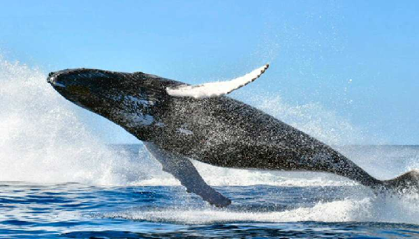 California Blue Whales