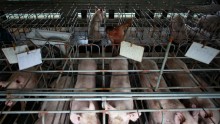 China’s Food Safety Scandal.