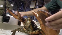 Huge Lobster Debuts at New England Aquarium