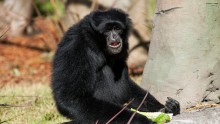 New Species of Gibbon Found in China. 
