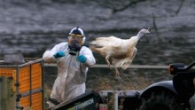 Approximately 40 countries, including some in Europe, have reported new outbreaks of bird flu.