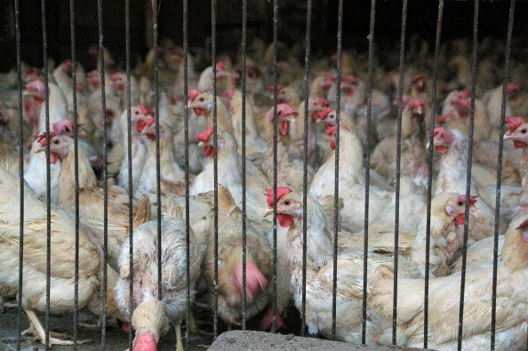 China Temporarily Closes Poultry Markets.  