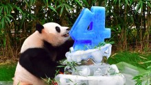 Famous Bao Bao Panda is on its way to China.  