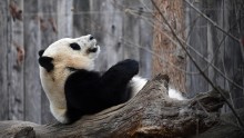 Born Bao Bao Panda Arrives in China.