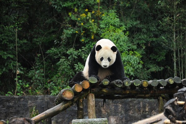 Bao Bao Panda Makes First Public Appearance. 