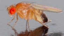 Common fruit fly