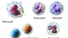 The different types of white blood cells
