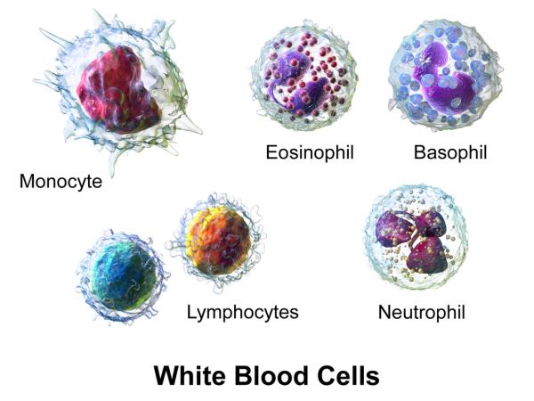 The different types of white blood cells
