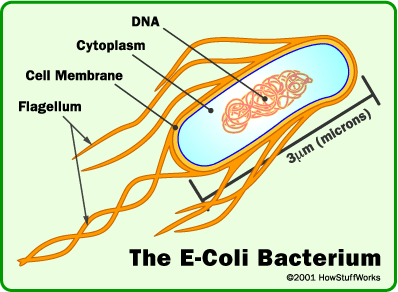 A cell of E. coli