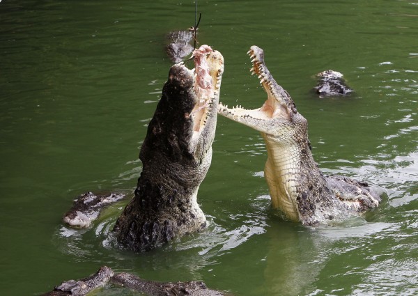 Feeding Time at a Crocodile Farm in Pattaya, Thailand