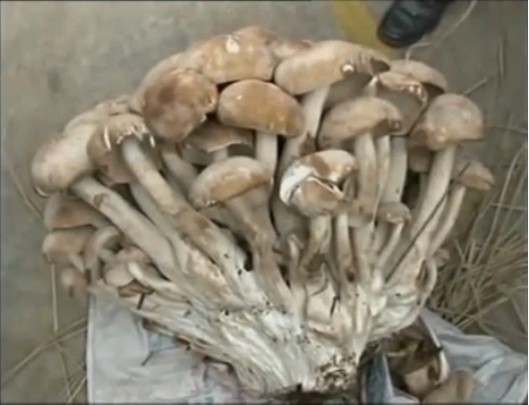 Honey Giant Mushroom