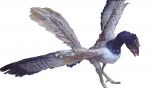 Archaeopteryx