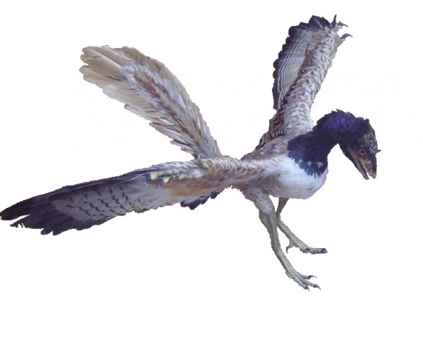 Archaeopteryx