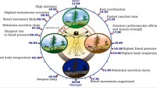 The human biological clock