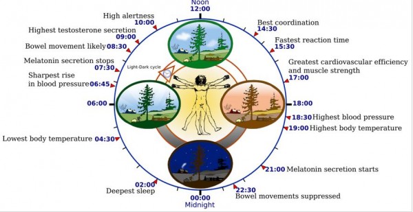 The human biological clock