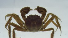 Chinese Mitten Crab