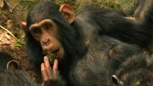 Sonso Chimpanzee