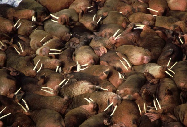 Walruses fight for space