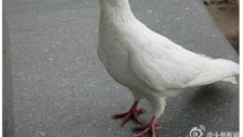 China's Pigeons Undergo 'Anal Checks'