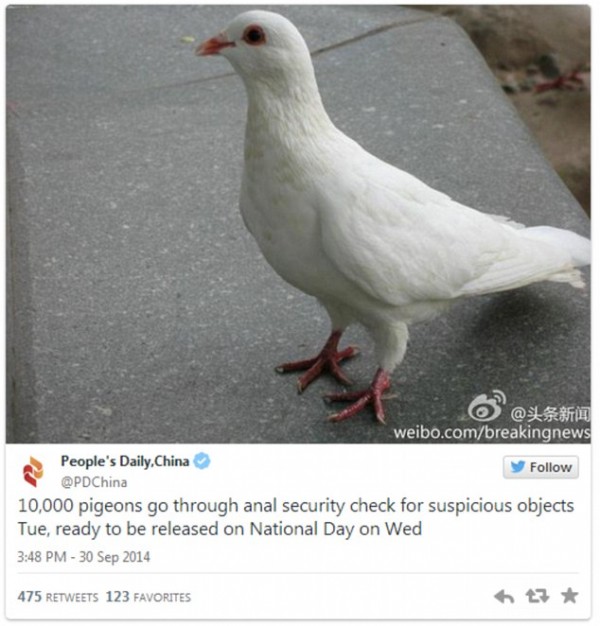 China's Pigeons Undergo 'Anal Checks'