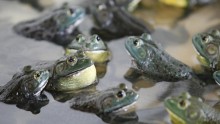 Female American bullfrogs 