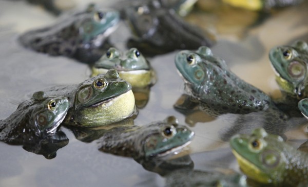 Female American bullfrogs 