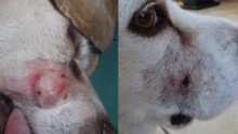 A dog called Oscar pre-treatment with the berry compound (L) and 15 days after treatment (R).