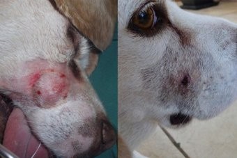 A dog called Oscar pre-treatment with the berry compound (L) and 15 days after treatment (R).