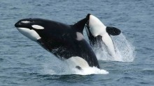 Orcas or killer whales can learn how to speak dolphin
