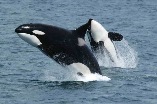 Orcas or killer whales can learn how to speak dolphin