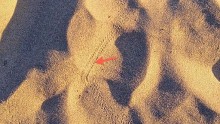 A sidewinder's tracks on a sand dune