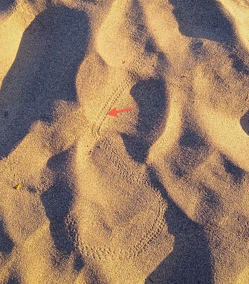 A sidewinder's tracks on a sand dune