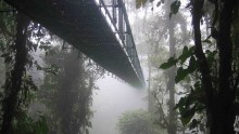 Costa Rican suspension bridge going through a forest