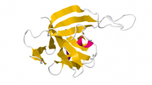 The protein structure of interleukin-33