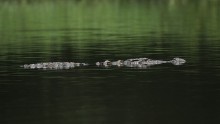 Even a cruising crocodile is difficult to locate