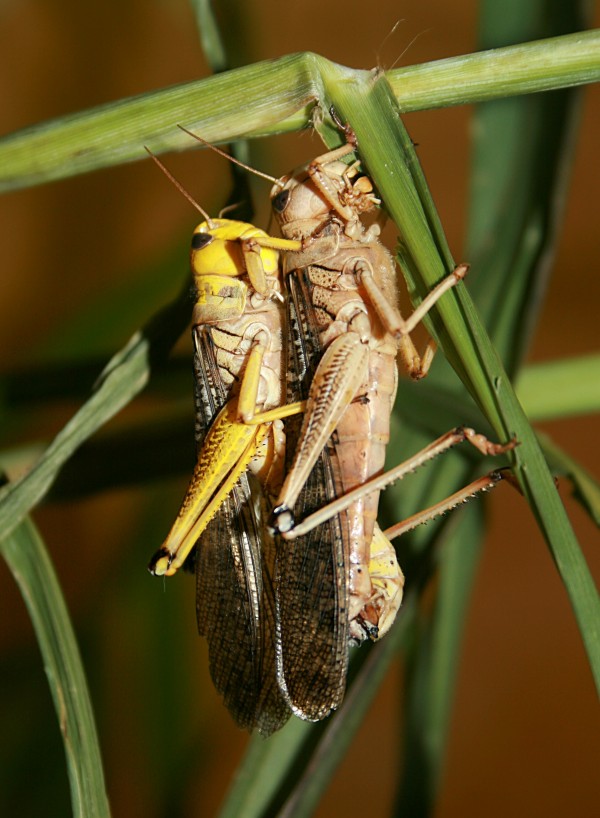 A mating pair of Australian plague locusts