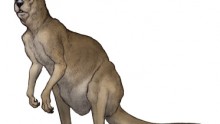 Procoptodon goliah