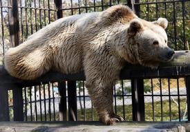 Nine Year Old Boy Loses Right Arm In Bear Attack